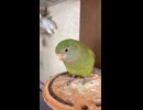 マリモを写すだけの動画