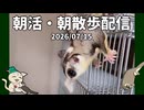【#フクロモモンガ】【アーカイブ】2026/07/15 7時のフクモモ部屋んぽ&お世話 / 7 AM Sugar Glider Play & Care Live #おはモモンガ
