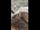 ごろんﾇ