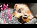 イモレスリングファン熱狂！ヨチヨチ煮っ転がし