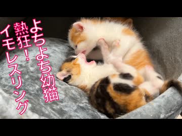 イモレスリングファン熱狂！ヨチヨチ煮っ転がし
