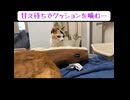 オス三毛猫、珍妙なスネ方をする