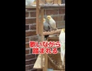歌いながら踏まれる先輩オカメと輩すぎる後輩オカメがシュールすぎる