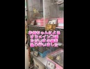 お母ちゃんによるオカメインコ達ただいま！の儀を執り行いました。