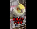 朝から煽ってくるお喋りオカメ「ハチヲ」が面白すぎるｗｗ
