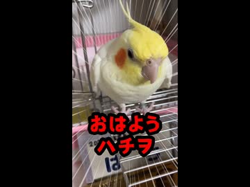 朝から煽ってくるお喋りオカメ「ハチヲ」が面白すぎるｗｗ