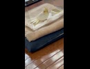 プラケースの中でお昼寝するピーすけちゃん