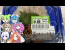 [珍味]ポケモンみたいな魚、ほうぼうのお刺身-ユニー伊東港ほうぼうお造り[世界の珍味を食べ尽くせ]