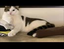 夏ももっふり