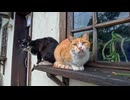 【台湾 猫村】台風の翌朝に奇跡の癒やし…倒れた植木鉢の上に並ぶ猫たちが可愛すぎる！