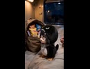 ケツデカピングー