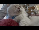 足の上に乗りに来た猫さんをナデナデ