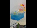 水の中から出てきて鳥籠に入るインコ2026 7 16
