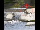取り残された3羽…母は見捨てていなかった【カルガモ親子】