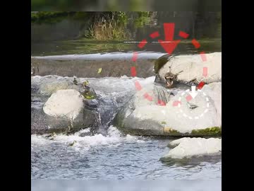 取り残された3羽…母は見捨てていなかった【カルガモ親子】