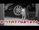 ２１時以降は お静かに…【よその子】 【元野良猫】