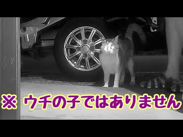 ２１時以降は お静かに…【よその子】 【元野良猫】