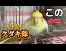 「無抵抗ボディ？いや、確信犯だ」ハチの日常にツッコミが止まらないｗｗ