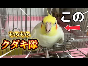 「無抵抗ボディ？いや、確信犯だ」ハチの日常にツッコミが止まらないｗｗ