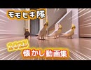 【狂気】鳥たちが支配する密着24時！破壊と癒やしの裏側【オカメ】