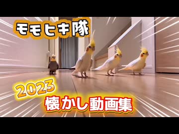 【狂気】鳥たちが支配する密着24時！破壊と癒やしの裏側【オカメ】