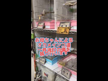 お母ちゃんによるオカメインコ達一斉消灯の儀を執り行います。