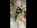 【至福】おやつが嬉しすぎて「二足歩行」しちゃうフクロモモンガのリュウちゃんが尊すぎる  #shorts