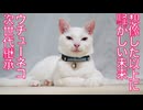 珍妙ウチューネコチャンズ、新たなる世代のはじまり