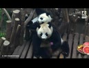 PandapiaLive_2026_07_16