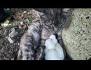 【感動】いつも一番に迎えてくれた黒マーブル猫ちゃん、ついに赤ちゃん誕生！