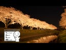 【VOICEROID車載】ライトアップされた桜を撮りに行きましたッ！【シンプル車載動画投稿祭】