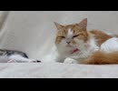 ソファーの上でくつろぐ猫さん