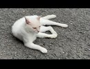 ゴロンしているシロを撮っていたらオッドアイの猫さんがそばに来てくれました
