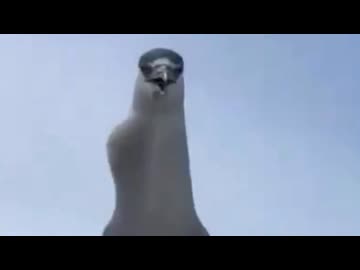 ホモと見る電マみたいな鳥