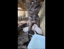 子育て中でこの場を動けないママ猫ちゃんにチュールを差し入れしてきた