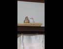 べったりすぎるキンカチョウ　鳥の飾り　2026 7 17