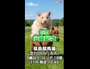 【馬番発表後2番目位に早い競馬予想】ＧⅢ #小倉記念 AIみかん 予想担当は栽培マン きのこ Cocoんcoの推奨馬3頭で好配当的中目指します《#競馬楽部 LOVE》通算Vol.442