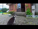 【台湾 猫村】台風翌朝で朝ご飯が遅延！黒白猫ちゃんの「ご飯まだー！」が可愛すぎたｗ