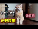 待ってられない様で… 【元野良猫】