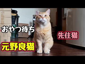 待ってられない様で… 【元野良猫】