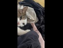 お洗濯物の仕上げ