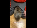 股間で穴掘りをする猫