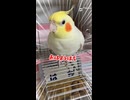 ツッコミどころ満載！うちのオカメインコが朝から飛ばしすぎｗ