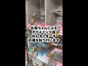 個性が強すぎるｗインコたちの「ねんねの儀」が平和すぎ