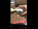 【密着】食い意地全開！オカメインコたちが荒ぶる日常ｗ