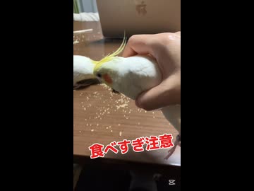 【密着】食い意地全開！オカメインコたちが荒ぶる日常ｗ