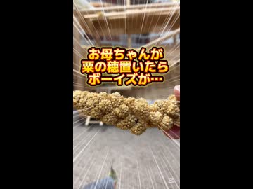 【密着】栗の穂を置いた結果…オカメインコが礼儀正しすぎｗ