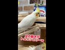 オカメインコ、撫でて即噛みつ！？スリル満点な飼い主の日常ｗ