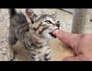 防波堤で出会った子猫兄弟が尊すぎて癒された