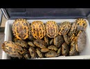１年、カメ乱獲し続けたら遂にカメの数に異変が起きました